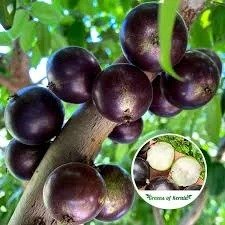 Jaboticaba Escarlate (એસ્કાર્લેટ જાબોટીકાબા)
